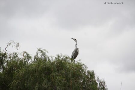 Heron, Intaka Island