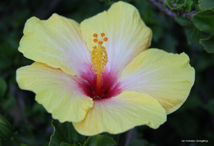 Hibiscus, Malvacea on Flower Photography Tour