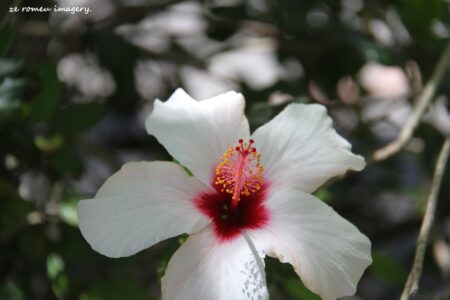 Hibiscus on flower photography tour