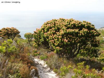 Hiking Tours in various parts of the Western Cape [12]