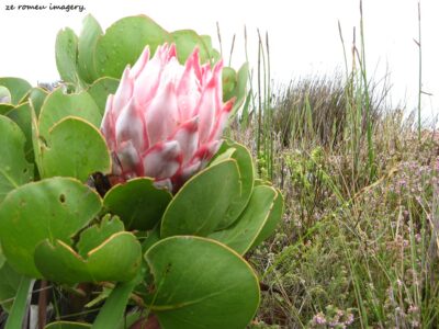Hiking Tours in various parts of the Western Cape [21]