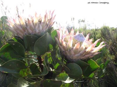 Hiking Tours in various parts of the Western Cape [23]