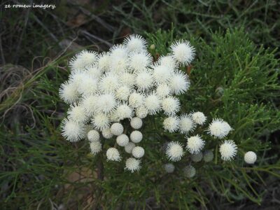 Hiking Tours in various parts of the Western Cape [27]