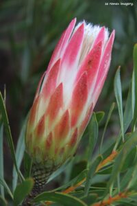 Hiking Tours in various parts of the Western Cape [32]