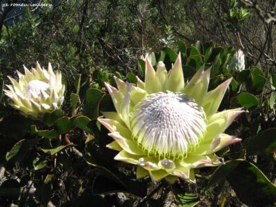 Hiking Tours in various parts of the Western Cape [43]