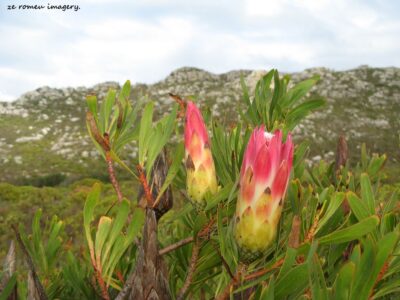 Hiking Tours in various parts of the Western Cape [9]