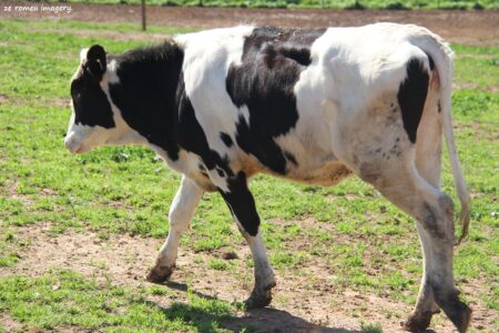 Holstein Friesian Cow on Wine Farm