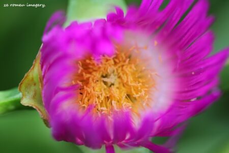 Hottrntot Fig, Vygie or Sour Fig on Flower Photography Tour