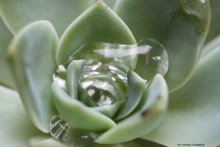 Houseleek flower Photography Tour.JPG