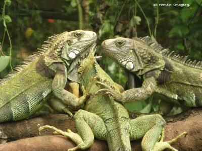 Iguanas at Butterfly world Exotic Animal World
