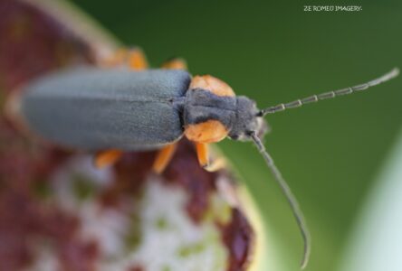 Insect Photography [1], Intaka island