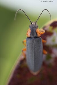 Insect Photography [2], Intaka island
