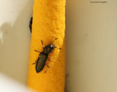 Insect Photography [3], Intaka island