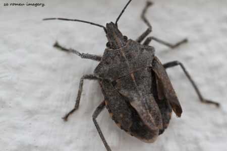 Insect Photography on Wine Farm Tour