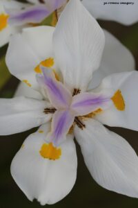 Iris Iridacea Cape Floral Photo Tour