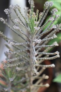 Kalanchoe delagoensis Mother of Millions Cape Flower Photography Tour