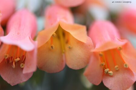 Kalanchoe delagoensis Mother of Millions Close Up Of Flower Cape Flower Photography Tour