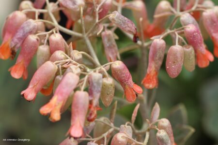 Kalanchoe delagoensis Mother of Millions Flower Cape Flower Photography Tour