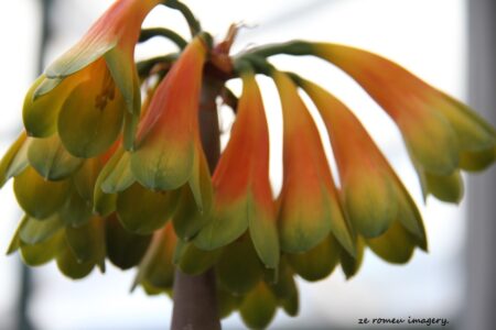 Kirstenbosch National Botanical Gardens Tour Gallery [1]