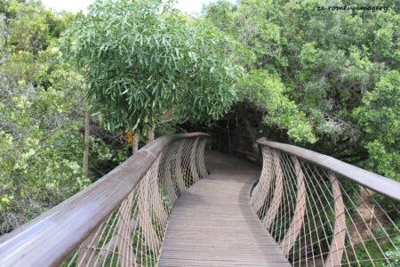 Kirstenbosch National Botanical Gardens Tour Gallery [11]
