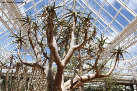 Kirstenbosch National Botanical Gardens Tour Gallery [2]