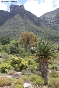 Kirstenbosch National Botanical Gardens Tour Gallery [4]