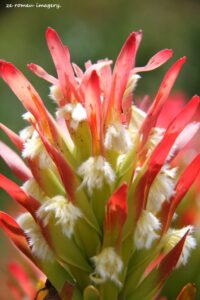 Kirstenbosch National Botanical Gardens Tour Gallery [5]