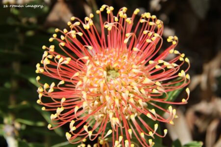 Kirstenbosch National Botanical Gardens Tour Gallery [6]