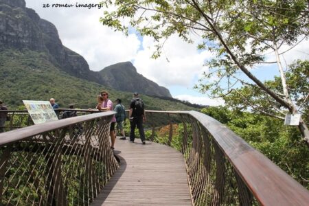 Kirstenbosch National Botanical Gardens Tour Gallery [8]