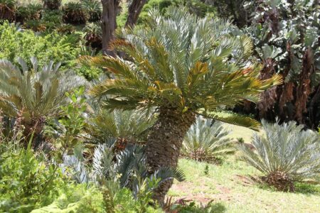 Kirstenbosch National Botanical Gardens Tour Gallery [9]