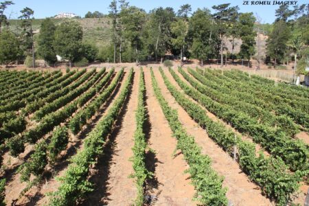 Kujani Wines [1], Stellenbosch