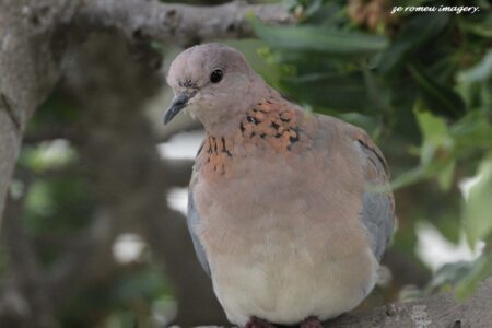 Laughing Dove (Streptopelia senegalensis). Royal Ascot, Milnertnon on Bird Photography Tour