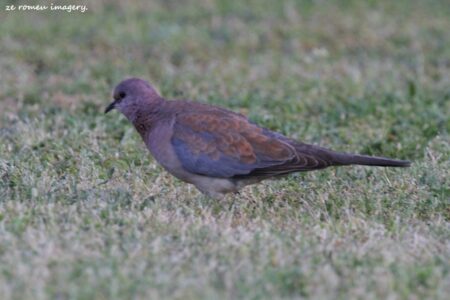 Laughing Dove on the Intaka Island Tour