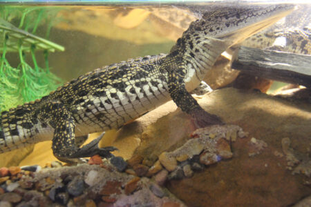 Le Bonheur REptiles and Adventures Crocodile Farm Stellenbosch (1)