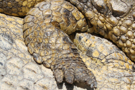 Le Bonheur REptiles and Adventures Crocodile Farm Stellenbosch (10)