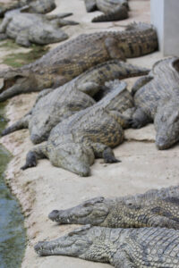 Le Bonheur REptiles and Adventures Crocodile Farm Stellenbosch (11)