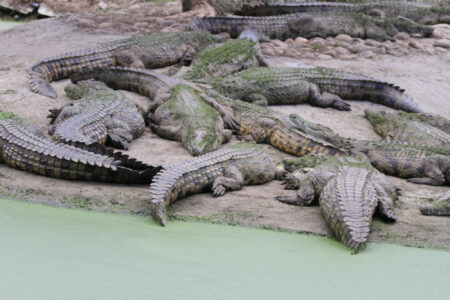 Le Bonheur REptiles and Adventures Crocodile Farm Stellenbosch (12)