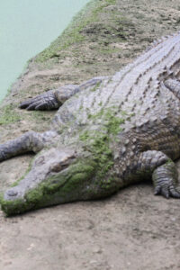 Le Bonheur REptiles and Adventures Crocodile Farm Stellenbosch (13)