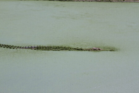 Le Bonheur REptiles and Adventures Crocodile Farm Stellenbosch (14)