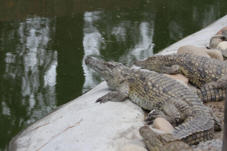 Le Bonheur REptiles and Adventures Crocodile Farm Stellenbosch (15)