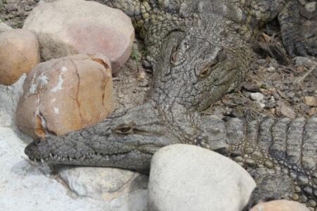 Le Bonheur REptiles and Adventures Crocodile Farm Stellenbosch (16)
