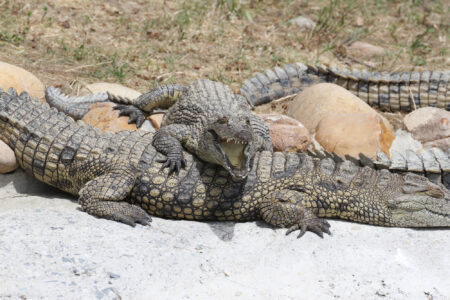 Le Bonheur REptiles and Adventures Crocodile Farm Stellenbosch (17)