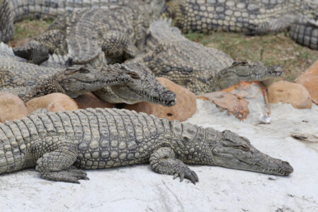 Le Bonheur REptiles and Adventures Crocodile Farm Stellenbosch (18)