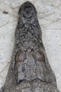 Le Bonheur REptiles and Adventures Crocodile Farm Stellenbosch (19)