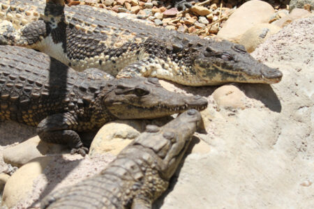 Le Bonheur REptiles and Adventures Crocodile Farm Stellenbosch (2)