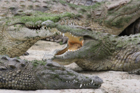 Le Bonheur REptiles and Adventures Crocodile Farm Stellenbosch (20)