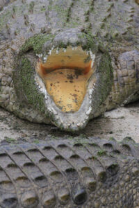 Le Bonheur REptiles and Adventures Crocodile Farm Stellenbosch (21)