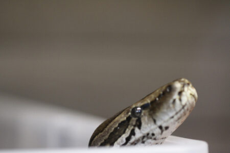 Le Bonheur REptiles and Adventures Crocodile Farm Stellenbosch (22)
