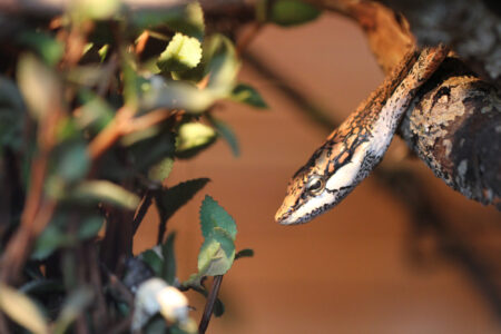 Le Bonheur REptiles and Adventures Crocodile Farm Stellenbosch (23)