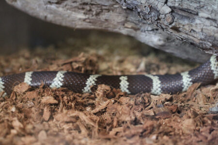 Le Bonheur REptiles and Adventures Crocodile Farm Stellenbosch (24)